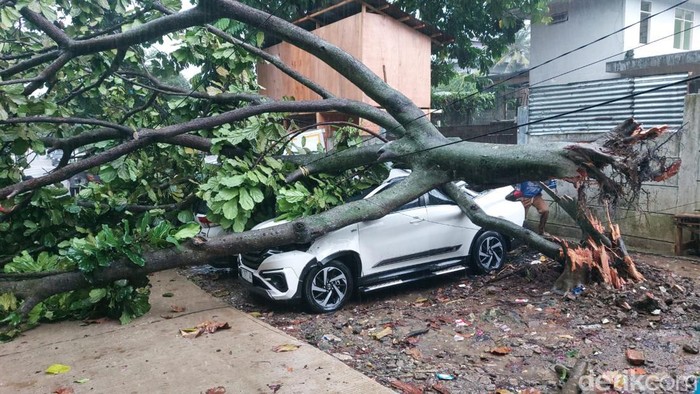Pohon tumbang timpa 6 mobil saat Kota Bogor dilanda hujan deras disertai angin kencang, Senin (19/6/2023) sore.