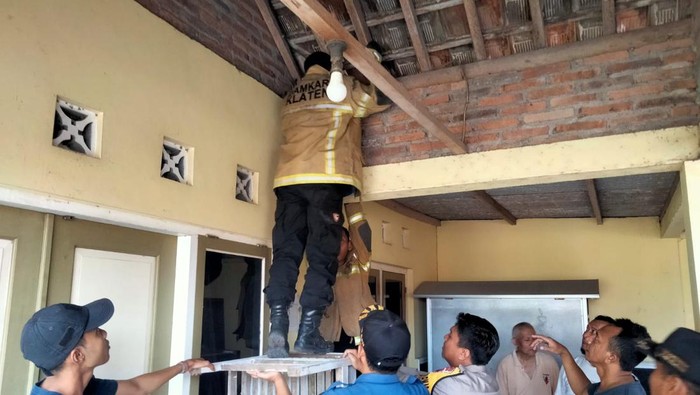 Proses evakuasi kera dari rumah warga di Desa Taji, Prambanan, Klaten, Senin (19/6/2023).