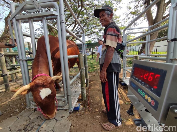 Ratusan Ternak Bersiap Ikuti Kontes Memperebutkan Total Hadiah Rp. 164 juta