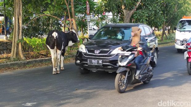 Sapi yang lepas di Jalan Raya Wiyung Surabaya bikin bingung pengendara.
