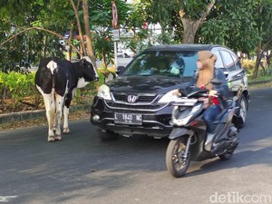 Heboh Sapi Berkeliaran di Jalanan Wiyung Surabaya Bikin Panik Pengendara