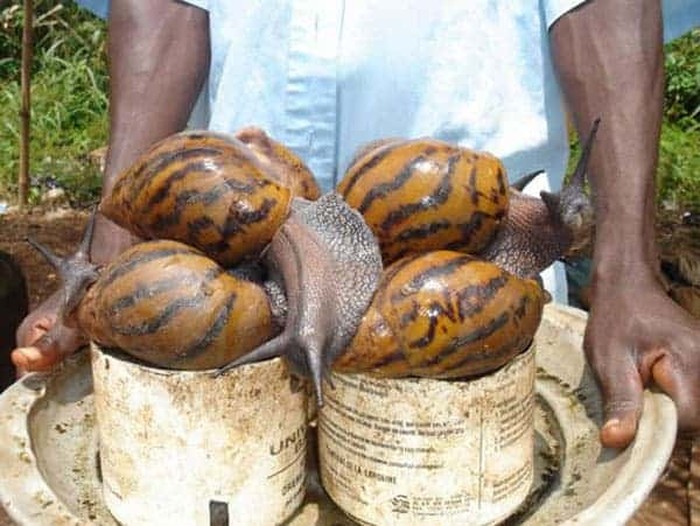 Siput Afrika raksasa