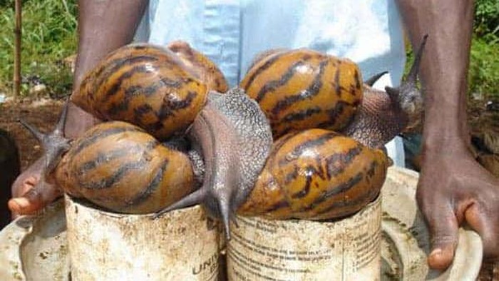 Siput Afrika raksasa