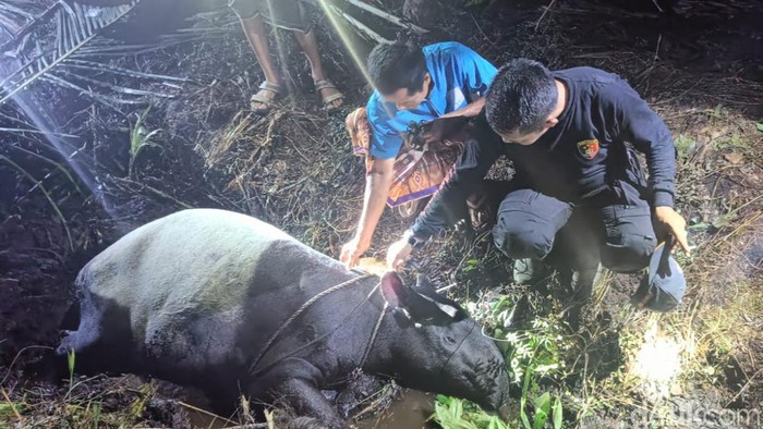 Tapir terperosok dalam parit di Indragiri Hilir, Riau akhirnya mati.