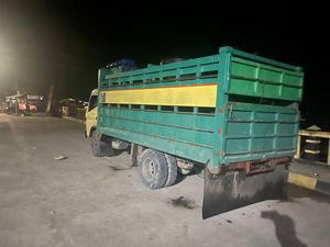 Larang Babi Masuk di Torut, Tim Satgas ASF Ngaku Diintimidasi Preman