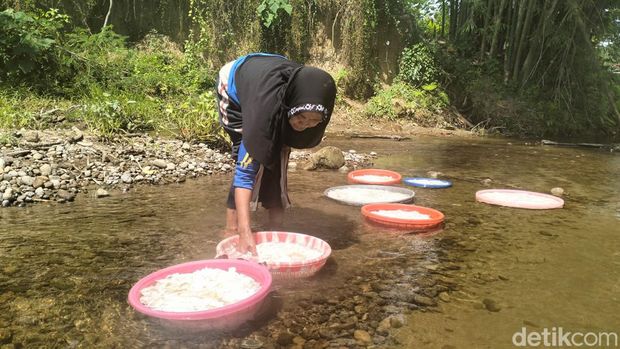 Undo, tumbuhan beracun yang jadi bahan pangan alternatif di Polman