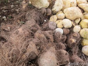 Mengenal Undo, Tumbuhan Beracun yang Jadi Bahan Pangan Alternatif di Polman
