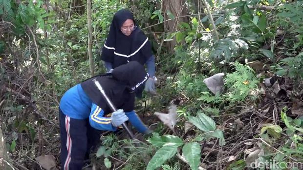 Undo, tumbuhan beracun yang jadi bahan pangan alternatif di Polman
