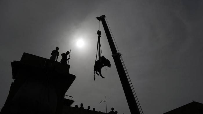 Menjelang Idul Adha, warga Pakistan mulai menjual sapinya. Uniknya, mereka mengerahkan crane untuk memindahkan sapi dari kandang yang berada di atap rumah.