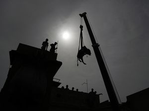 Unik! Sapi buat Kurban di Pakistan Diturunkan Pakai Crane