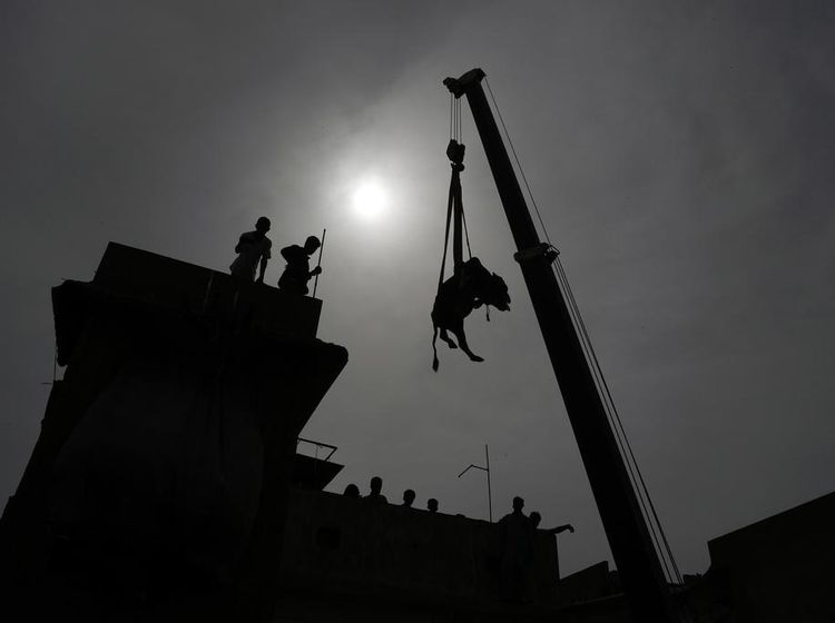 Unik! Sapi buat Kurban di Pakistan Diturunkan Pakai Crane