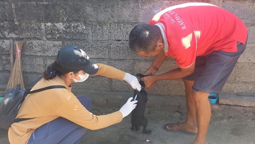Dinkes Buleleng mencatat 3.043 kasus gigitan hewan penular rabies (HPR) sejak Januari-Juni 2023. Satu orang di antaranya meninggal.