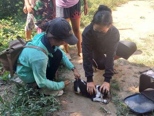 Vaksinasi Hewan Penular Rabies (HPR) di Kelurahan Banyuning, Kecamatan Buleleng, Kabupaten Buleleng, Bali, Senin (19/6/2023). (Made Wijaya Kusuma)