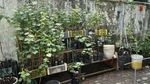 Wah... Ada Kebun Anggur Nyempil di Area Gedung Kosong Jakarta