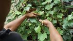 Wah... Ada Kebun Anggur Nyempil di Area Gedung Kosong Jakarta