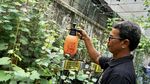 Wah... Ada Kebun Anggur Nyempil di Area Gedung Kosong Jakarta