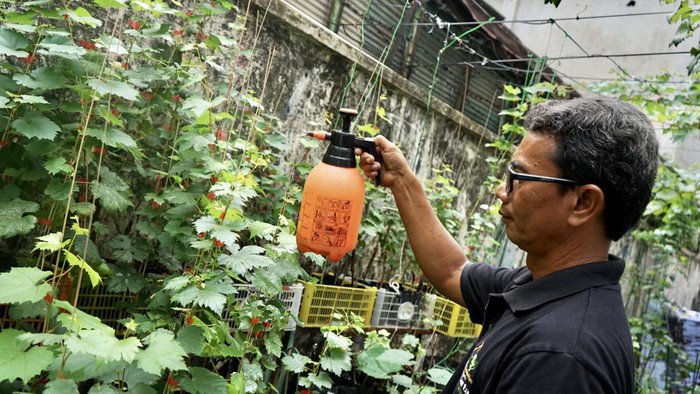 Tak disangka, ada kebun anggur yang terletak di area gedung kosong di Jakarta. Komunitas Anggur Jakarta Pusat mensulap lahan 50m jadi kebun anggur CTC Grape.