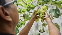 Penampakan sejumlah bibit anggur yang ditanam di kebun anggur ini.