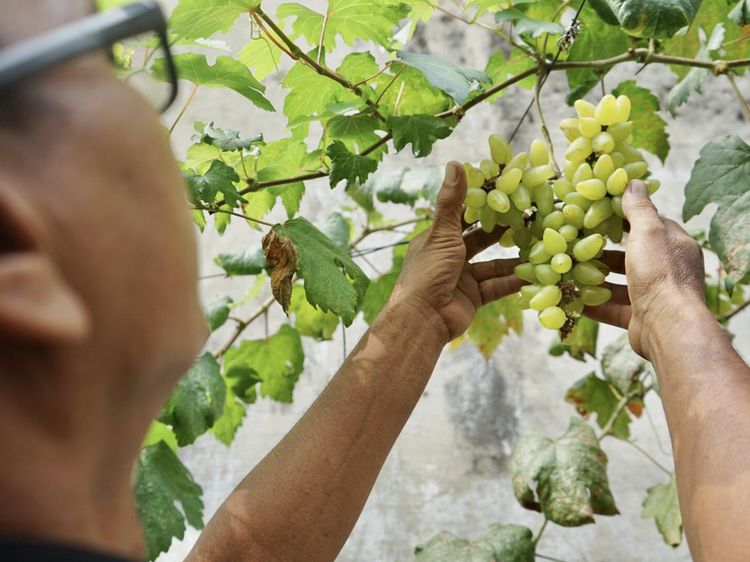 Wah... Ada Kebun Anggur Nyempil di Area Gedung Kosong Jakarta