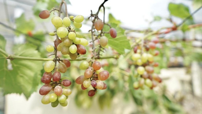 Tak disangka, ada kebun anggur yang terletak di area gedung kosong di Jakarta. Komunitas Anggur Jakarta Pusat mensulap lahan 50m jadi kebun anggur CTC Grape.