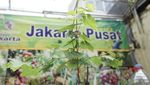 Wah... Ada Kebun Anggur Nyempil di Area Gedung Kosong Jakarta