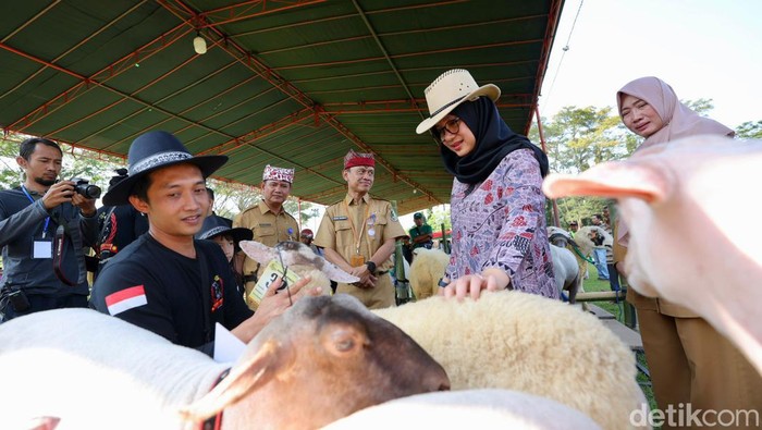 Banyuwangi livestock contest 2023