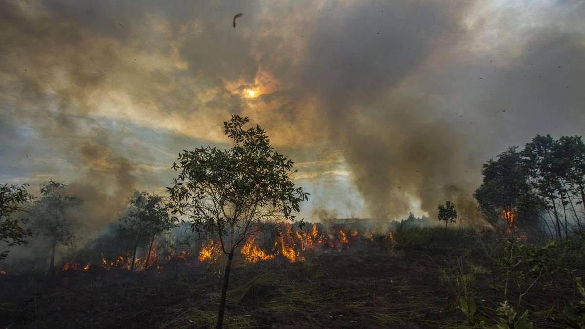 1.487 Hotspot Karhutla Terdeteksi di Kalimantan, Kalteng Terbanyak