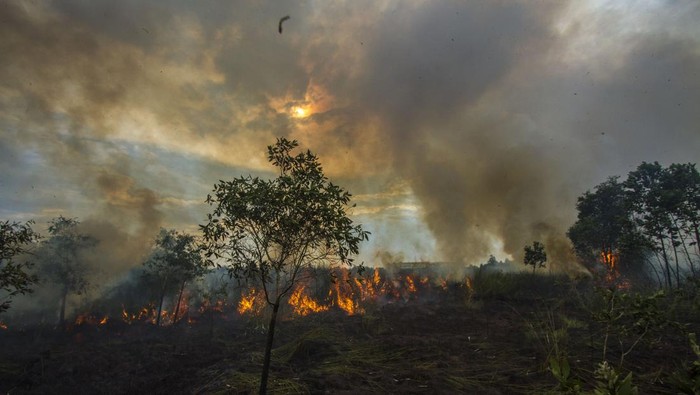 Berjibaku Padamkan Karhutla di Kalimantan Selatan Petugas Badan Penanggulangan Bencana Daerah (BPBD) Kalsel berupaya memadamkan api yang membakar lahan gambut di Landasan Ulin, Banjarbaru, Kalimantan Selatan, Senin (19/6/2023). Tim gabungan BPBD, Manggala Agni dan damkar swasta masih terus melakukan upaya untuk memadamkan api kebakaran lahan gambut yang terus meluas di area ring satu kawasan Bandara Internasional Syamsudin Noor. ANTARA FOTO/Bayu Pratama S/tom.
