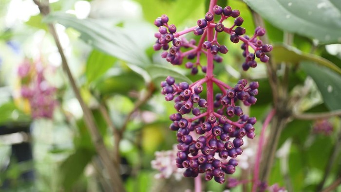 Buah Parijoto