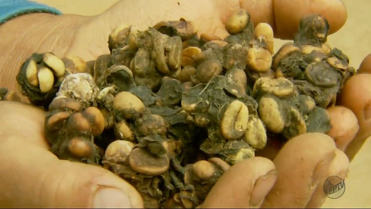 Bukan dari Luwak, Kopi Mahal Ini Diproduksi dari Kotoran Burung Jacu