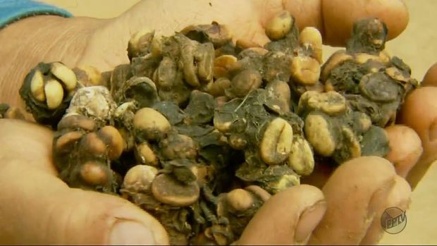 Bukan dari Luwak, Kopi Mahal Ini Diproduksi dari Kotoran Burung Jacu