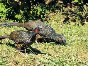 Bukan dari Luwak, Kopi Mahal Ini Diproduksi dari Kotoran Burung Jacu