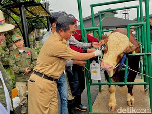 Girangnya Vandry Sapi Ternaknya Dibeli Jokowi