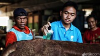 Penyalonan ini dilakukan oleh pedagang hewan kurban UD Gang Barokah.