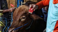 Bulu sapi kurban juga disikat.  