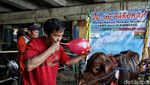 Cakep! Ada Salon Hewan Kurban di Pesisir Jakarta