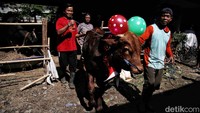 Periasan hewan kurban ini untuk menarik minat pembeli hewan kurban di kawasan kolong tol.  