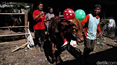 Cakep! Ada Salon Hewan Kurban di Pesisir Jakarta