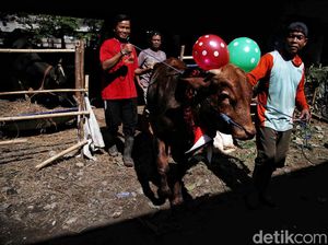Cakep! Ada Salon Hewan Kurban di Pesisir Jakarta