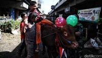 Sapi-sapi yang telah dirias mengundang perhatian anak-anak di sekitar kolong tol. Bahkan beberapa di antara mereka sempat menaiki hewan kurban tersebut.  