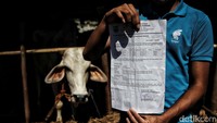 Hewan-hewan kurban yang dijual telah dilengkapi dengan surat keterangan sehat. Sementara untuk harga, sapi-sapi kurban dijual mulai Rp 20 juta hingga Rp 60 juta.  