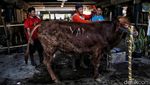 Cakep! Ada Salon Hewan Kurban di Pesisir Jakarta