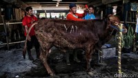 Proses penyalonan dimulai dengan memandikan hewan kurban di tol Sungai Bambu, Tanjung Priok, Jakarta Utara, Selasa (20/6/2023).  