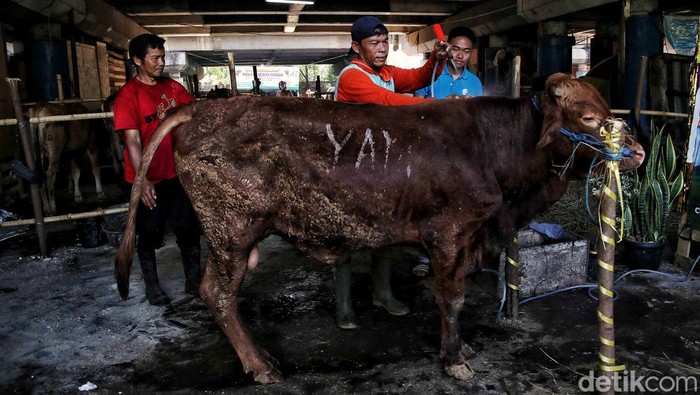 Cakep! Ada Salon Hewan Kurban di Pesisir Jakarta Tidak hanya menjual, pedagang juga merias hewan kurban di lapak kolong tol Sungai Bambu, Tanjung Priok, Jakut. Hal itu agar hewan kurban tetap bersih.