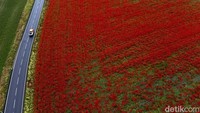 Hamparan ladang bunga poppy ini bermekaran dengan sangat indah.