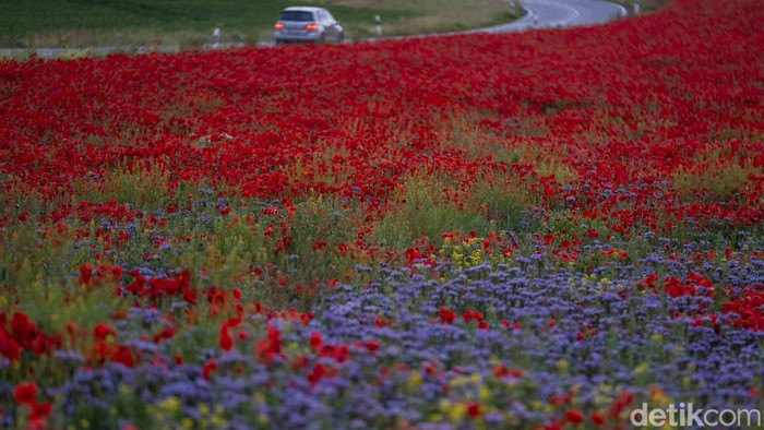 A car drives past a poppy field near Wernigerode, Germany, Monday, June 19, 2023. (AP Photo/Matthias Schrader)
