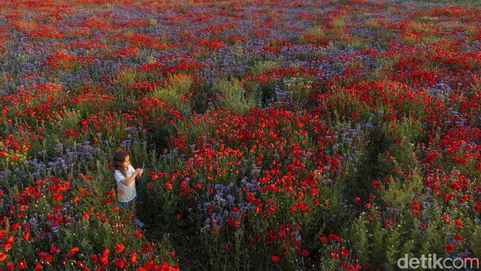 A car drives past a poppy field near Wernigerode, Germany, Monday, June 19, 2023. (AP Photo/Matthias Schrader)