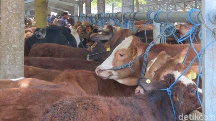 Harga Hewan di Tulungagung Mulai Merangkak Naik jelang idul adha