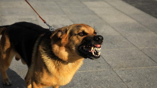 Aggressive German Shepherd dog on city street