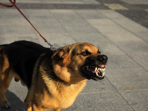 Aggressive German Shepherd dog on city street